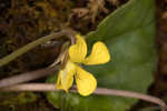 Roundleaf yellow violet